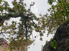 -天津大悲禅院