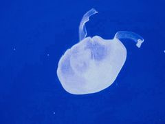 -上海海洋水族馆
