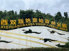 -西双版纳原始森林公园