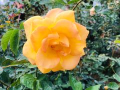 -人民公园(罗湖区)