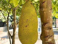 -开平碉楼文化旅游区马降龙景区