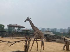 -杭州野生动物世界