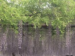 -嘉定紫藤园