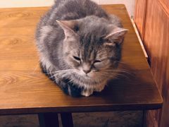 -猫色咖啡·猫咖
