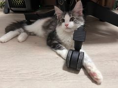 -猫大福·Fortune Cat猫舍(百子湾店)
