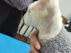 -宠福鑫动物医院(望京分院)