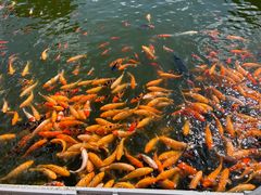 -长春市南湖公园