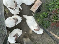 -洪湖家庭农场·团建·露营·会议