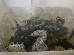 -金海椒罐罐鲢鱼(东方桂苑店)