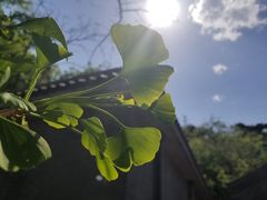 -阳台山自然风景区