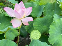 -莲花池公园