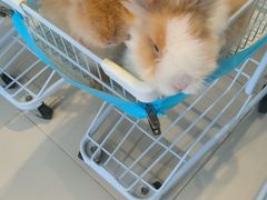 -怪兽屋·羊驼·猫咖·狗咖(俊华广场店)