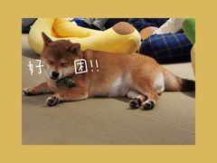 -逗柴咖啡屋·狗咖猫咖宠物桌游