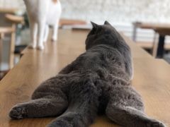 -平行世界·猫咖(首经贸店)