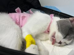 -纳吉亚猫专科动物诊疗中心(蒋宅口分院)