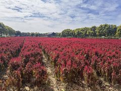 -广东花都香草世界旅游度假区
