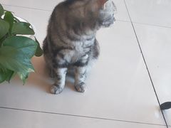 -平行世界·猫咖(首经贸店)