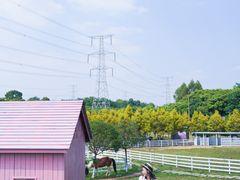 -紫颐香薰山谷景区