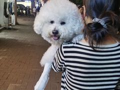 -瑞派伍一宠物医院·眼科·骨科·猫科转诊中心(马王堆院)