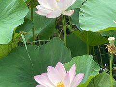 -莲花池公园