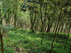 -上海佘山国家森林公园天马山园