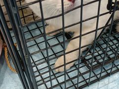 -萌兽医馆·犬猫专科·眼科中心·宠物医院(朝阳门分院)