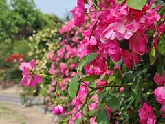 -上海交通大学(闵行校区)