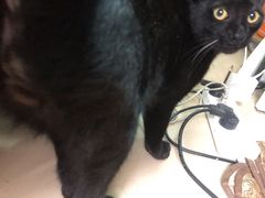 -凯特喵百思猫专科医院