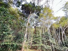 -杭州植物园