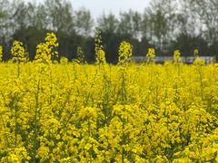 -金谷域澳洲庄园