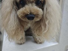 -凯瑞希宠物医院·狂犬免疫·微创·皮肤科