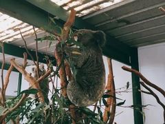 -费瑟代尔野生动物园