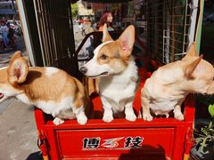 -柯斗斗主题餐厅·狗咖·围炉煮茶·茶饮(国瑞升平里店)