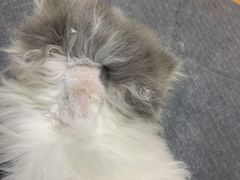 -pd派德宠物中心医院24H急重症·眼科中心·血液透析中心(嵩山北路店)