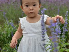-紫海香堤香草艺术庄园