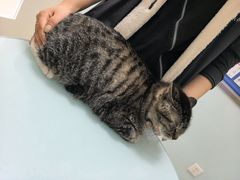 -宠福鑫康馨动物医院·骨科·眼科