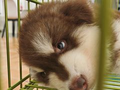 -Let's go狗咖·猫咖·奶狗·桌游(春熙路IFS店)