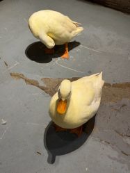 -Zoolung Zoolung动物主题公园(海信广场店)
