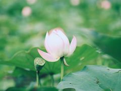 -西青郊野公园