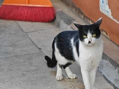 -美美阿姨醋肉(县后路店)