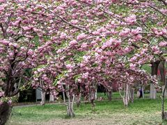 -莲花池公园