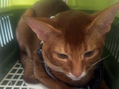 -爱侣宠医·鹦鹉专科·小型哺乳类·异宠专科(灵石路店)