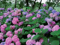 -西湖风景区-江洋畈生态公园