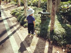 -合肥滨湖国家森林公园