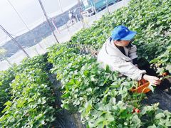 -大自然农场蔬菜草莓采摘园