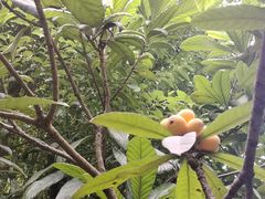 -塘栖枇杷特色园区