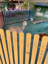 -萌宠亲子动物乐园(槐房万达店)