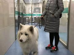 -万博宠物医院·手术·诊疗(未央凤城五路店)