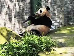 -都江堰中华大熊猫苑