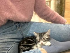 -酷豆宠物咖啡·宠物美食·撸猫馆